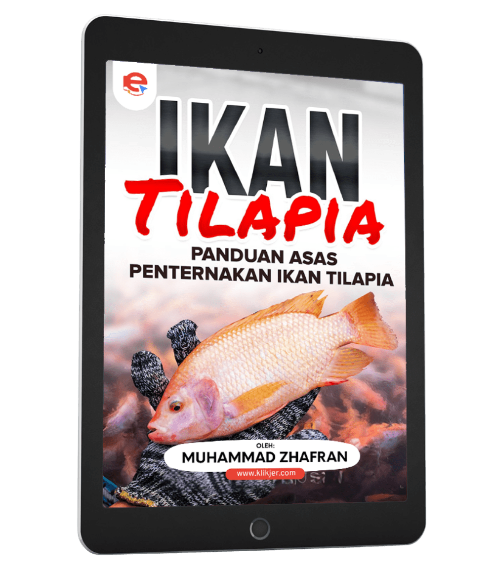 ternak ikan tilapia